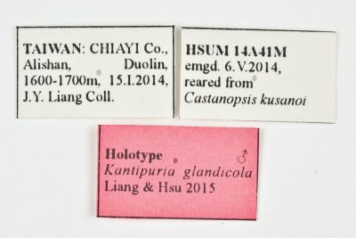 橡實愷透翅蛾 Kantipuria glandicola