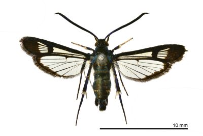 橡實愷透翅蛾 Kantipuria glandicola 雌蟲