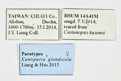 橡實愷透翅蛾 Kantipuria glandicola