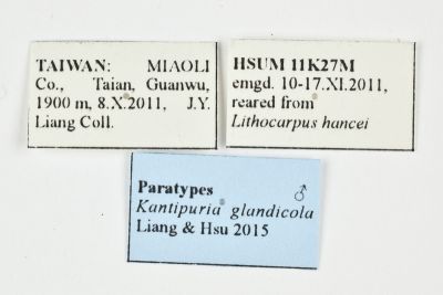 橡實愷透翅蛾 Kantipuria glandicola