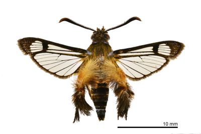 臺灣毛足透翅蛾 Melittia taiwanensis 雄蟲