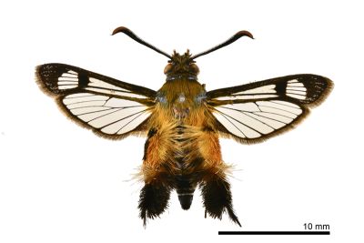 臺灣毛足透翅蛾 Melittia taiwanensis 雄蟲