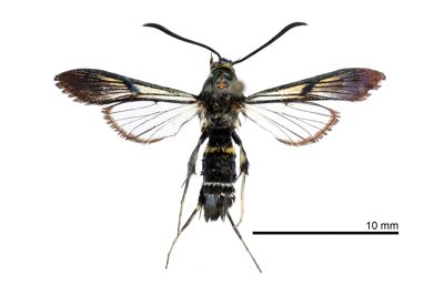 窄窗異透翅蛾 Cyanosesia formosana 雄蟲