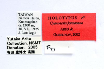 窄窗異透翅蛾 Cyanosesia formosana