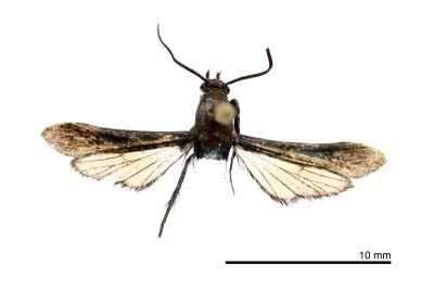 桑靛透翅蛾 Cyanophlebia mandarina 雄蟲