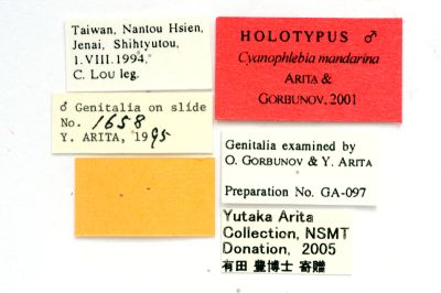 桑靛透翅蛾 Cyanophlebia mandarina