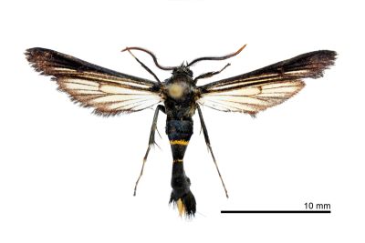橙束透翅蛾 Gasterostena funebris 雄蟲