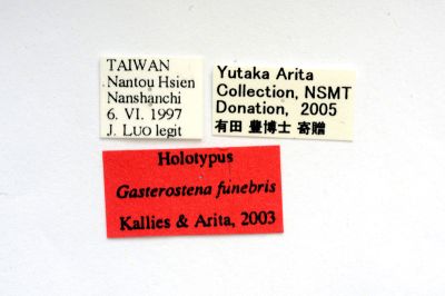 橙束透翅蛾 Gasterostena funebris