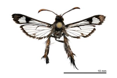臺灣擬毛足透翅蛾 Macroscelesia formosana 雄蟲