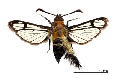 白毛足透翅蛾 Melittia cristata 雄蟲