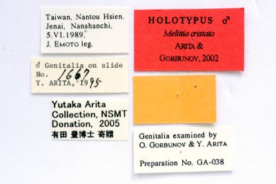 白毛足透翅蛾 Melittia cristata