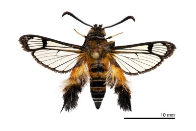 臺灣毛足透翅蛾 Melittia taiwanensis 雄蟲