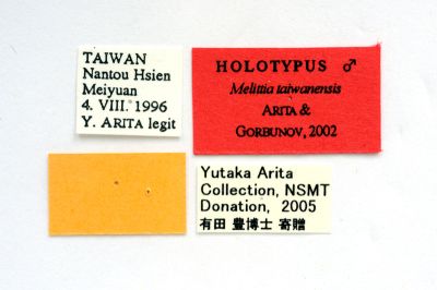 臺灣毛足透翅蛾 Melittia taiwanensis