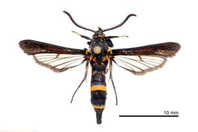 無尾蜂透翅蛾 Nokona acaudata 雄蟲