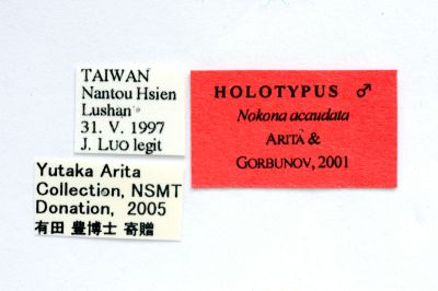 無尾蜂透翅蛾 Nokona acaudata