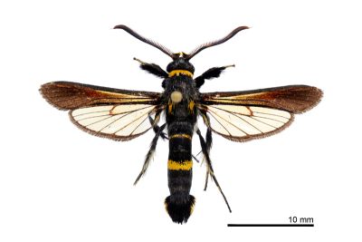 黃頸蜂透翅蛾 Nokona formosana 雄蟲