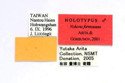 黃頸蜂透翅蛾 Nokona formosana