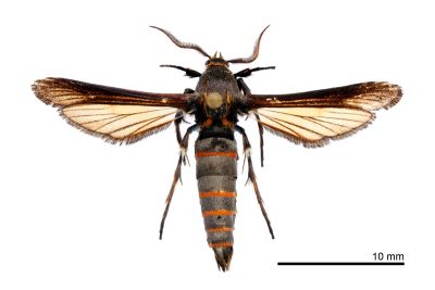 似兜透翅蛾 Paradoxecia similis 雄蟲