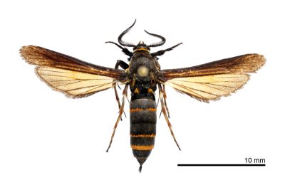 臺灣兜透翅蛾 Paradoxecia taiwana 雄蟲
