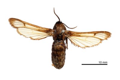 褐鬚角透翅蛾 Pennisetia kumaoides 雌蟲
