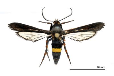 黃寬帶透翅蛾 Trichocerota formosana 雄蟲