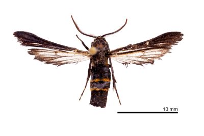 橙束透翅蛾 Gasterostena funebris 雄蟲