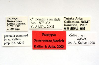 橙束透翅蛾 Gasterostena funebris
