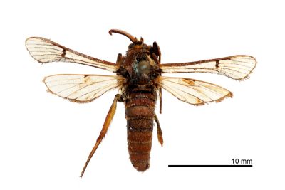 褐碩透翅蛾 Toleria ilana
