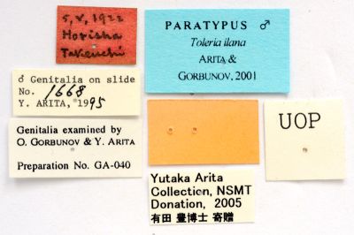 褐碩透翅蛾 Toleria ilana