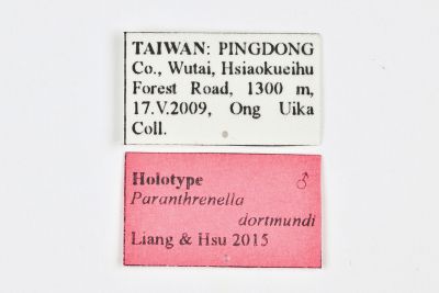 橙緣擬蜂透翅蛾 Paranthrenella dortmundi