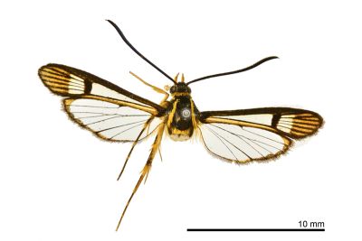 橙緣擬蜂透翅蛾 Paranthrenella dortmundi 雌蟲