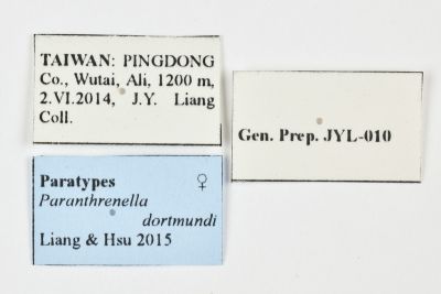 橙緣擬蜂透翅蛾 Paranthrenella dortmundi
