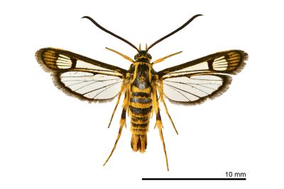 臺灣擬蜂透翅蛾 Paranthrenella formosicola 雌蟲