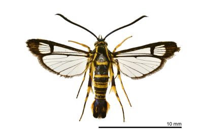 臺灣擬蜂透翅蛾 Paranthrenella formosicola 雄蟲