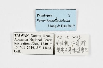 黃擬蜂透翅蛾 Paranthrenella helvola