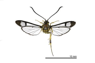 黃擬蜂透翅蛾 Paranthrenella helvola