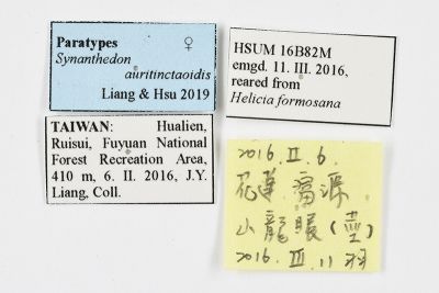 擬黃帶新透翅蛾 Synanthedon auritinctaoidis
