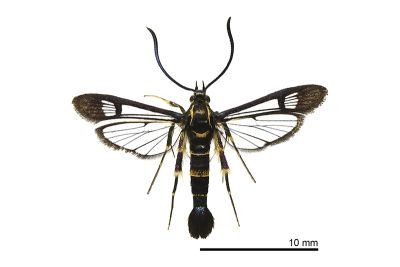 擬黃帶新透翅蛾 Synanthedon auritinctaoidis