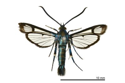 流星新透翅蛾 Synanthedon ceraunus 雌蟲
