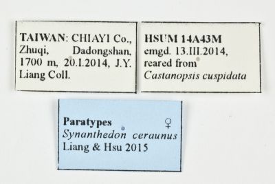 流星新透翅蛾 Synanthedon ceraunus