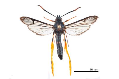 長足褐脛透翅蛾 Teinotarsina longitarsa 雄蟲