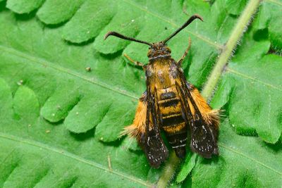 臺灣毛足透翅蛾 Melittia taiwanensis 雄蟲