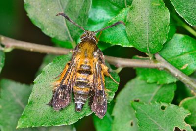 臺灣毛足透翅蛾 Melittia taiwanensis 雄蟲