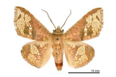 琉球雲紋網蛾 Canaea ryukyuensis 雄蟲