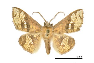 琉球雲紋網蛾 Canaea ryukyuensis 雄蟲