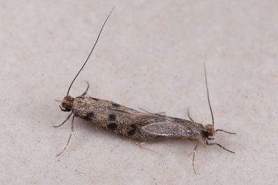 家衣蛾 Phereoeca uterella 交尾中個體