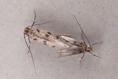 家衣蛾 Phereoeca uterella 交尾中個體