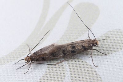 家衣蛾 Phereoeca uterella 交尾中個體