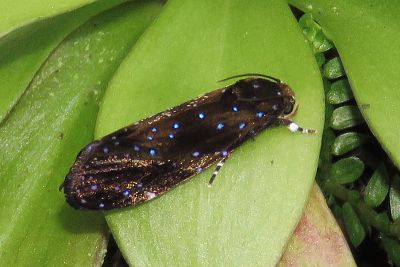 藍星點蕈蛾 Dacrypohanes cyanastra