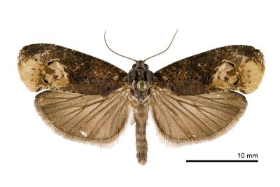 鳥糞捲葉蛾 Arcesis threnodes 雄蟲